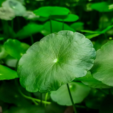 Avant / Après de Gotu Kola